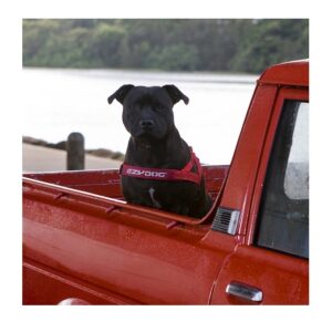 Halsbanden tuigen en lijnen