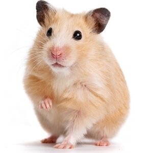 Hamstervoer