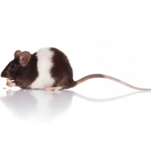 Ratten en muizenvoer