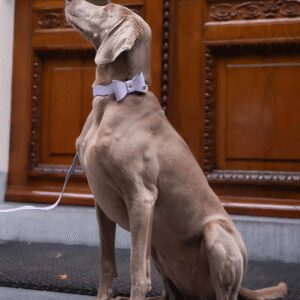 Floofs and cookies wavy maggy bow-tie
