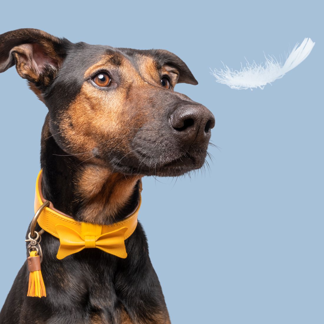 Dog With A Mission halsband Bonnie XXXS