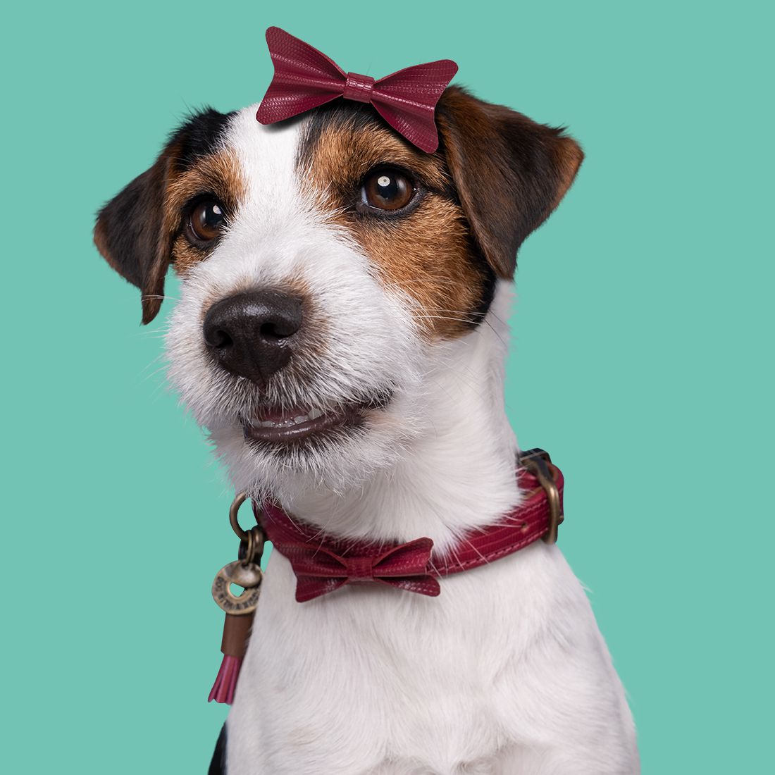 Dog With A Mission halsband Bonnie XXXS