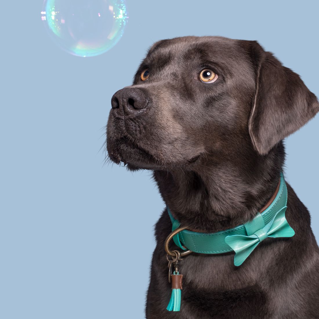 Dog With A Mission halsband Bonnie XXXS