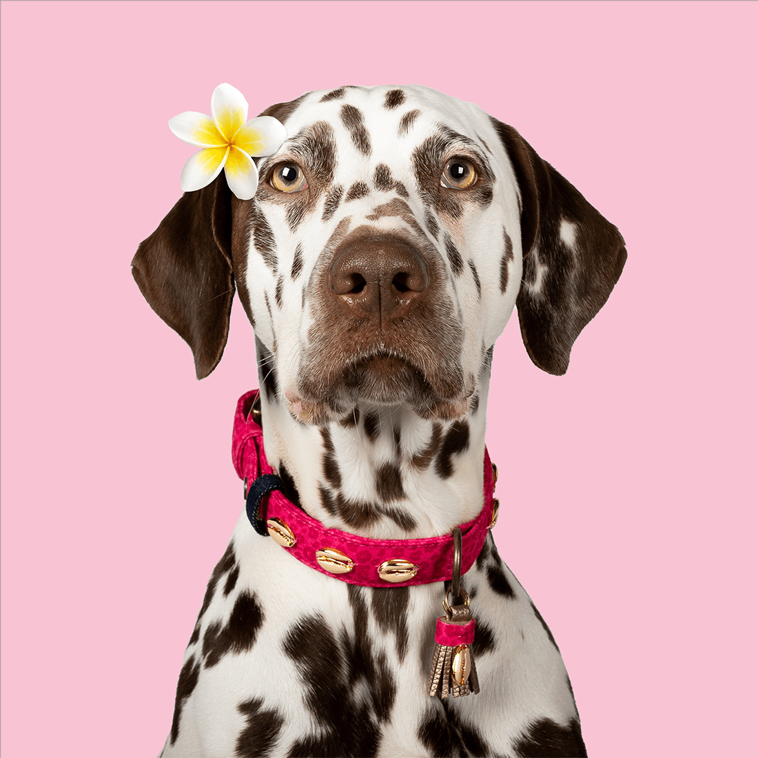 Dog With A Mission Halsband hawaii