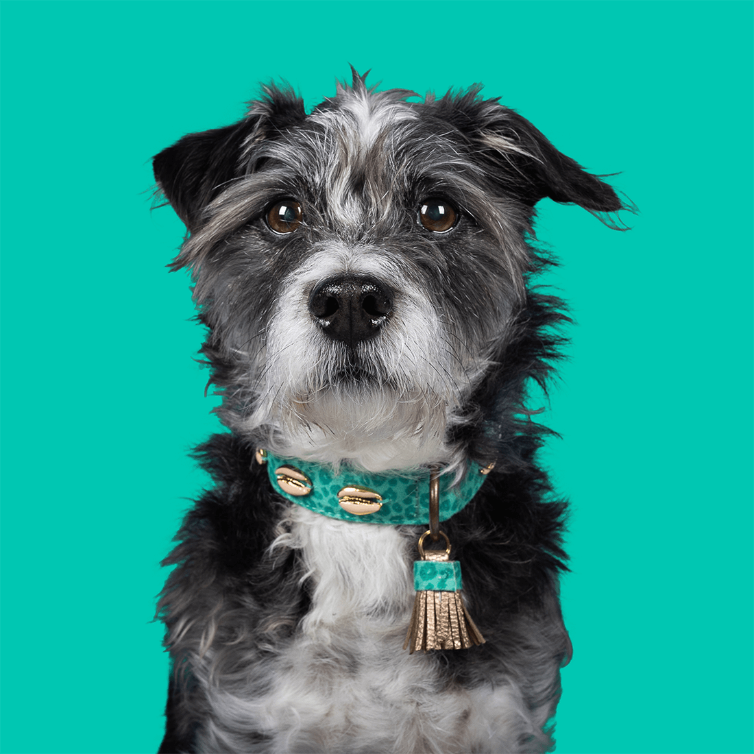 Dog With A Mission Halsband waikiki