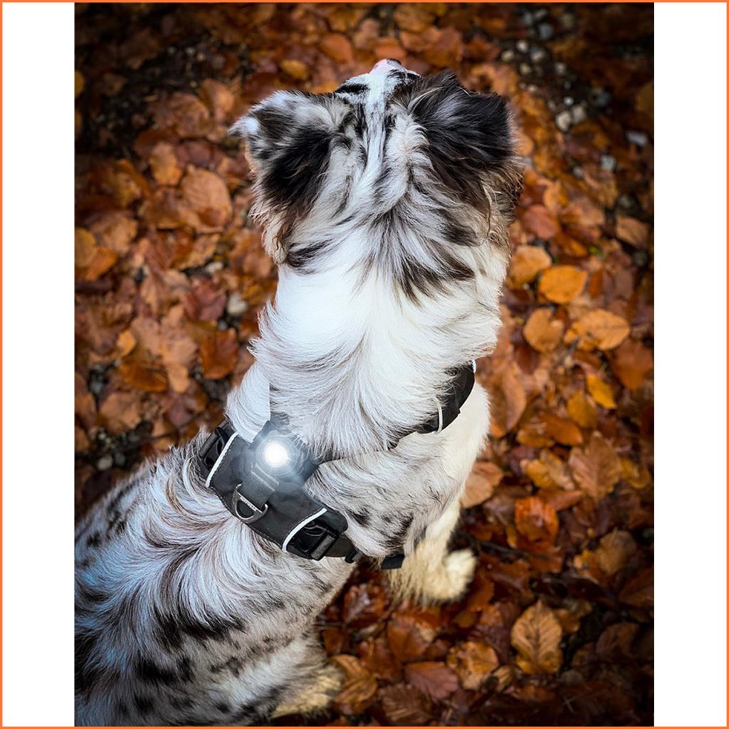 Orbiloc Dog Dual Yellow