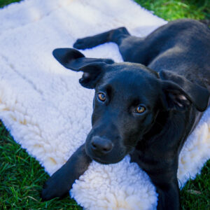 HuggleHounds fleecemat