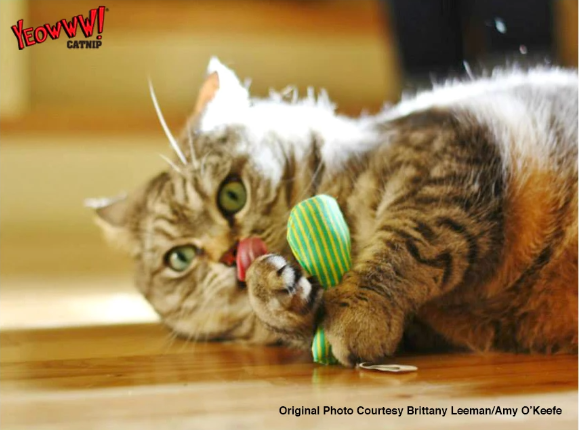 Yeowww! tin of stinkies