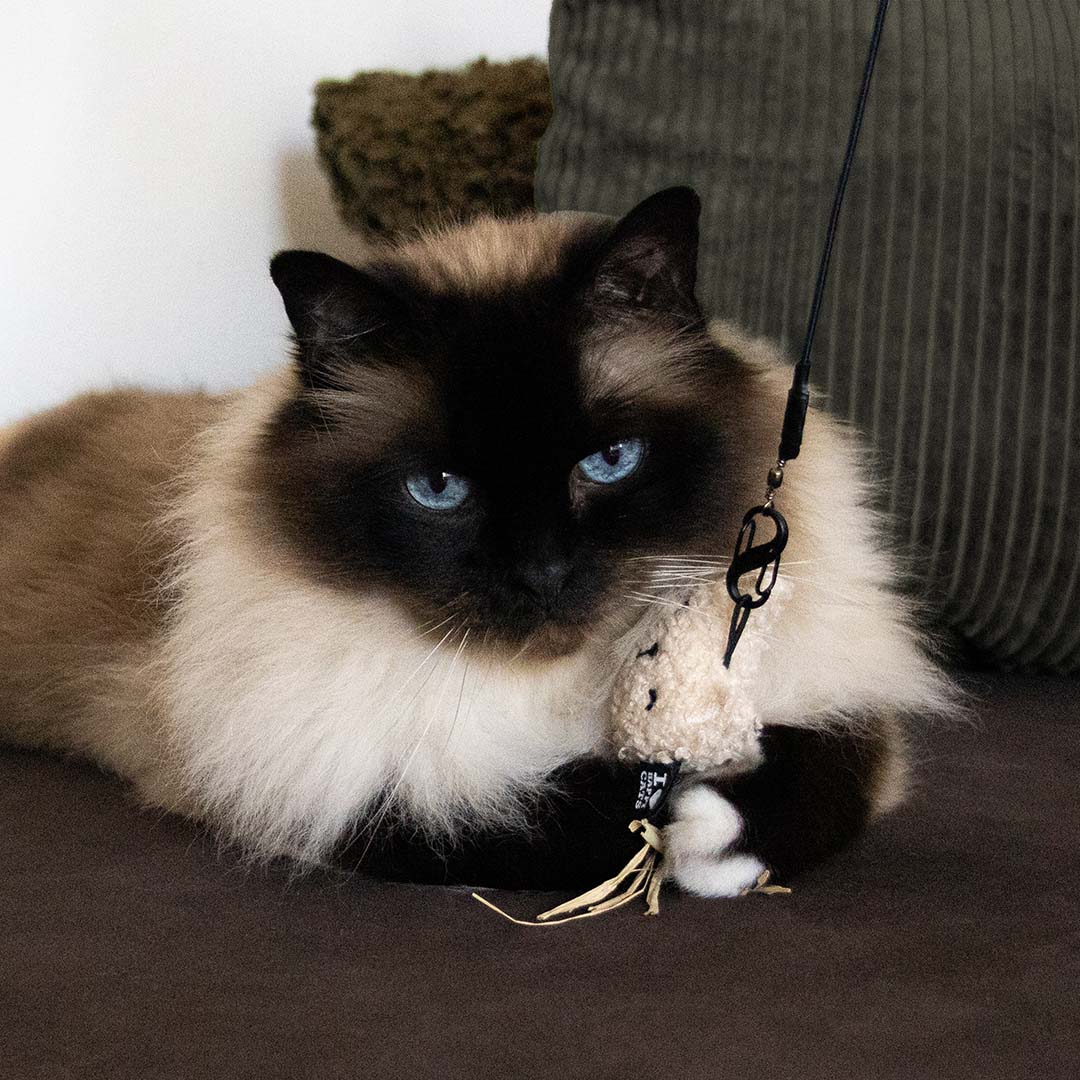 Kattenspeeltje Indy - Afbeelding 2