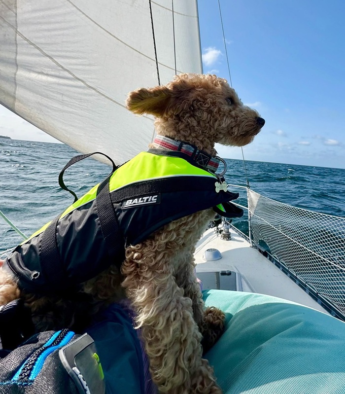 Baltic Hondenzwemvest mascot